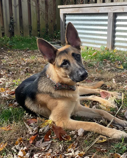 A puppy lying in autumn leaves, cropped for Post