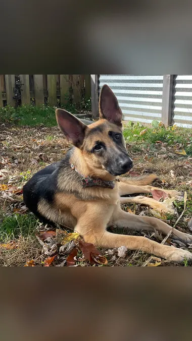 A puppy lying in autumn leaves, cropped for Story